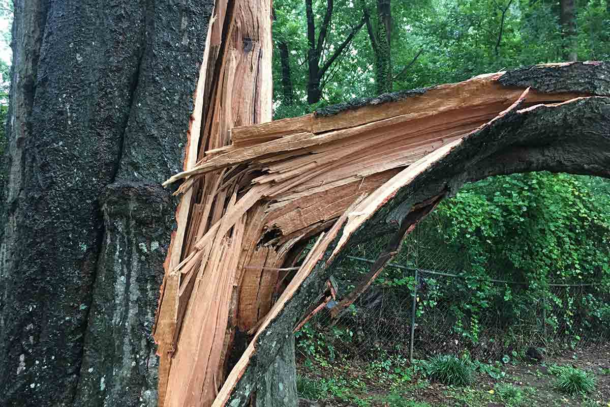 close-up of broken tree limb