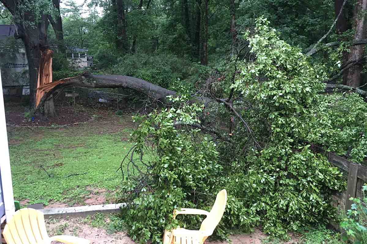 fallen tree limb in a backyard