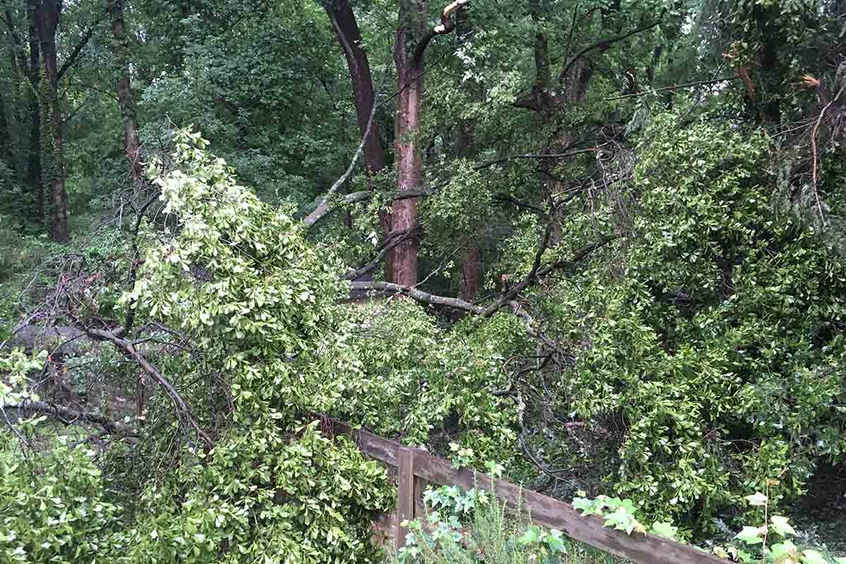 fallen tree limb on a fence