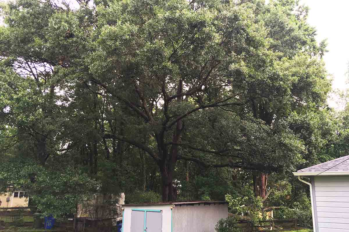 wide shot of a very large tree behind a small blue shed