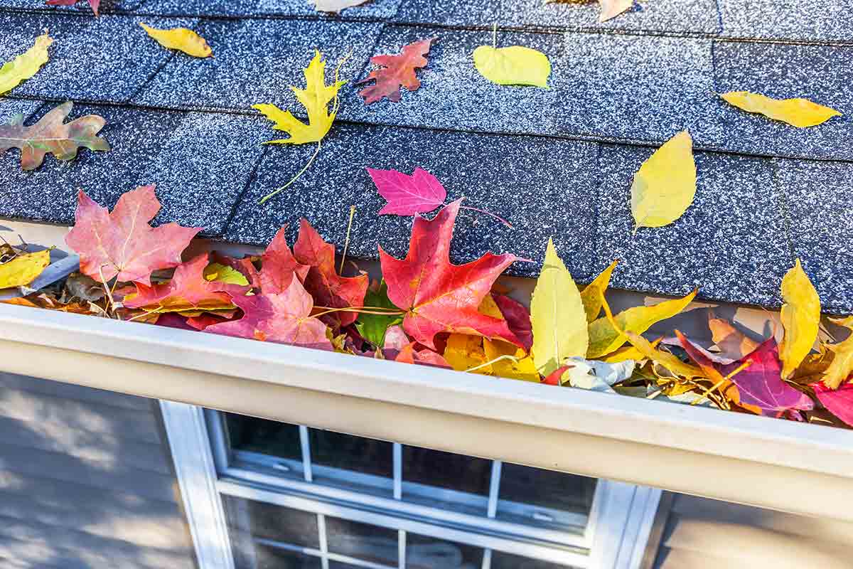 gutter clogged with fall leaves