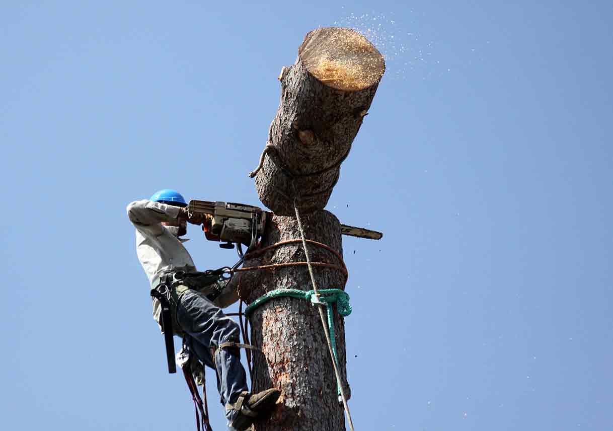 man toppling large tree