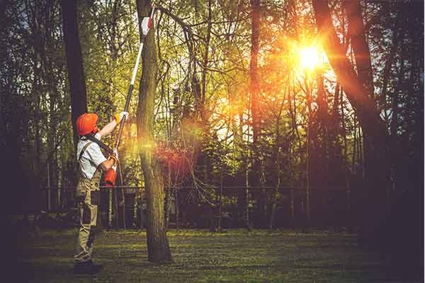 tree worker cutting down branches at sunset