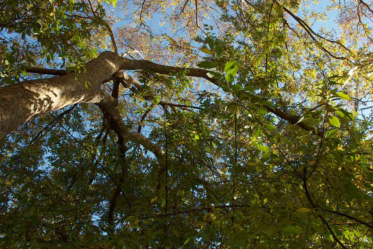 Chinese elm tree