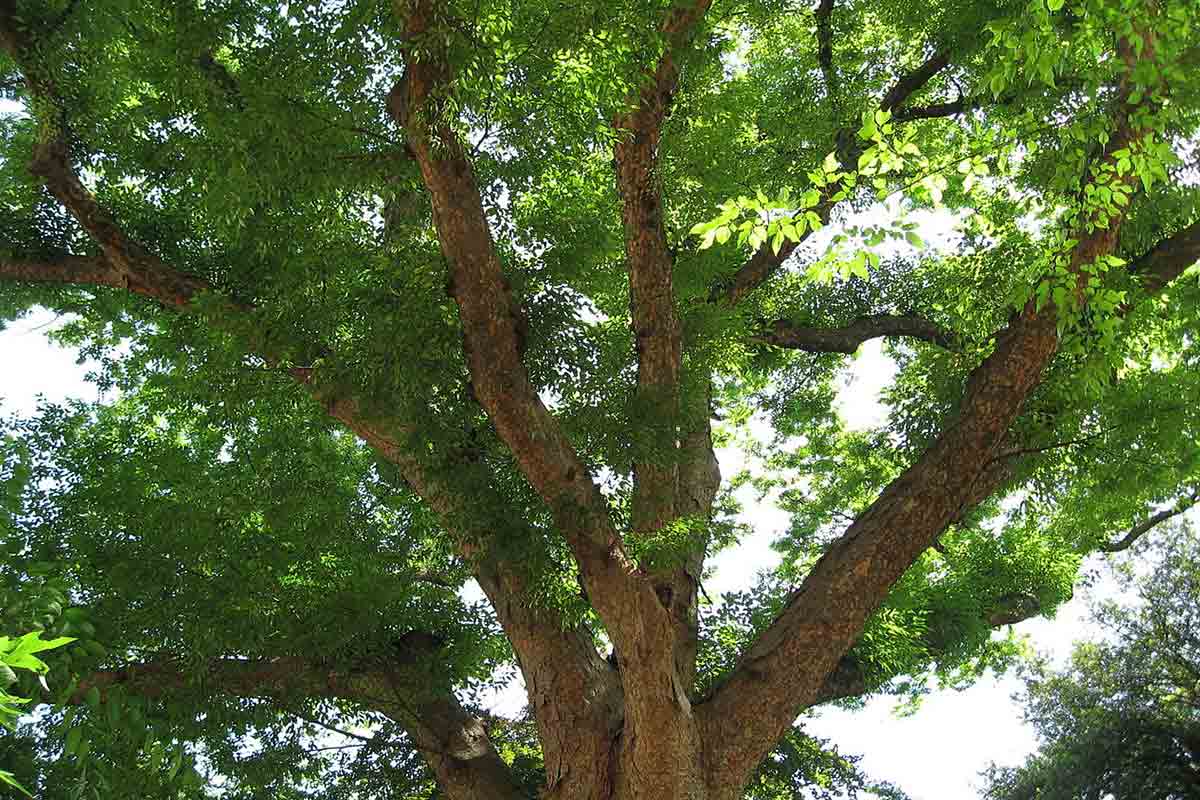 Japanese Zelvoka tree