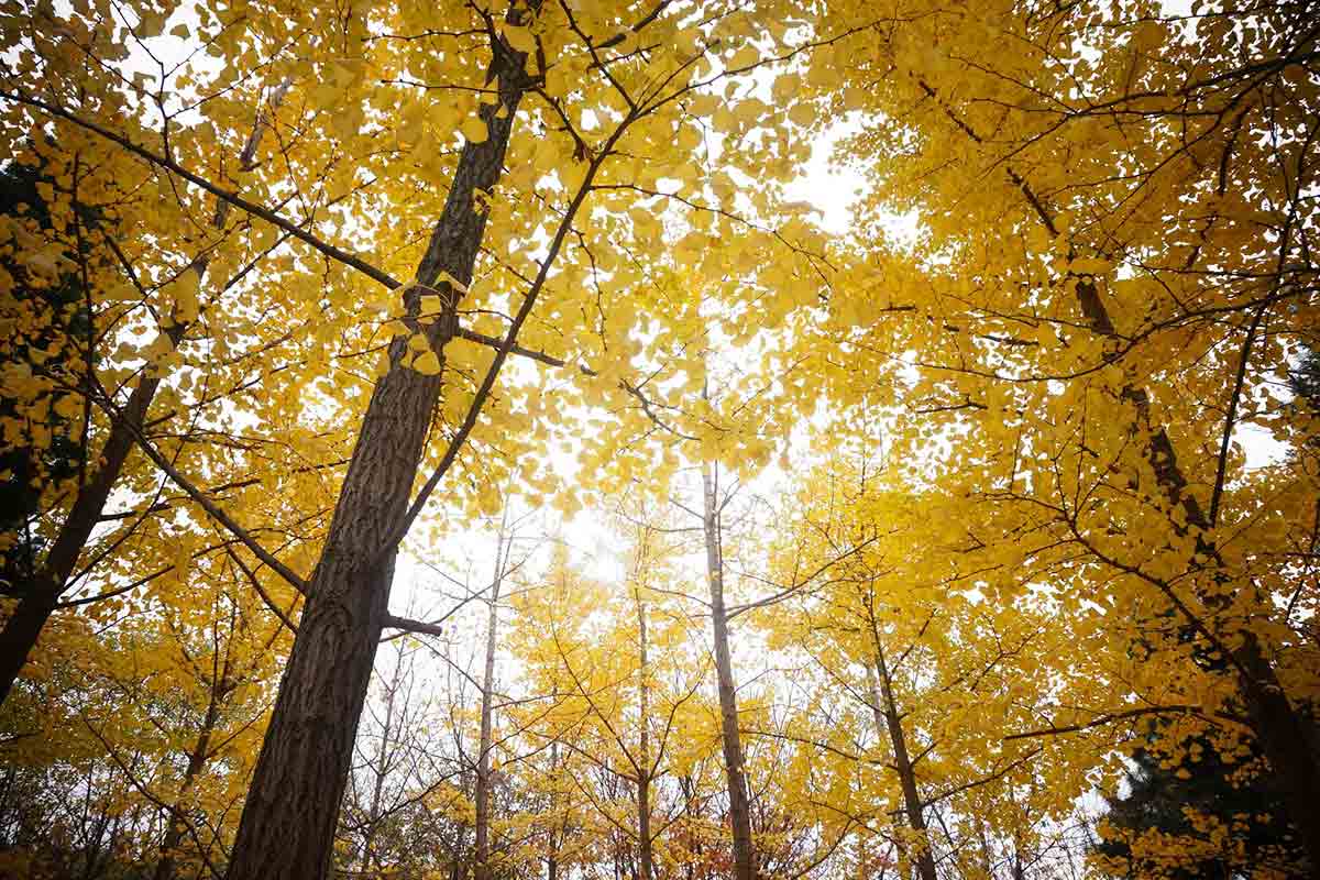 yellow Ginko trees