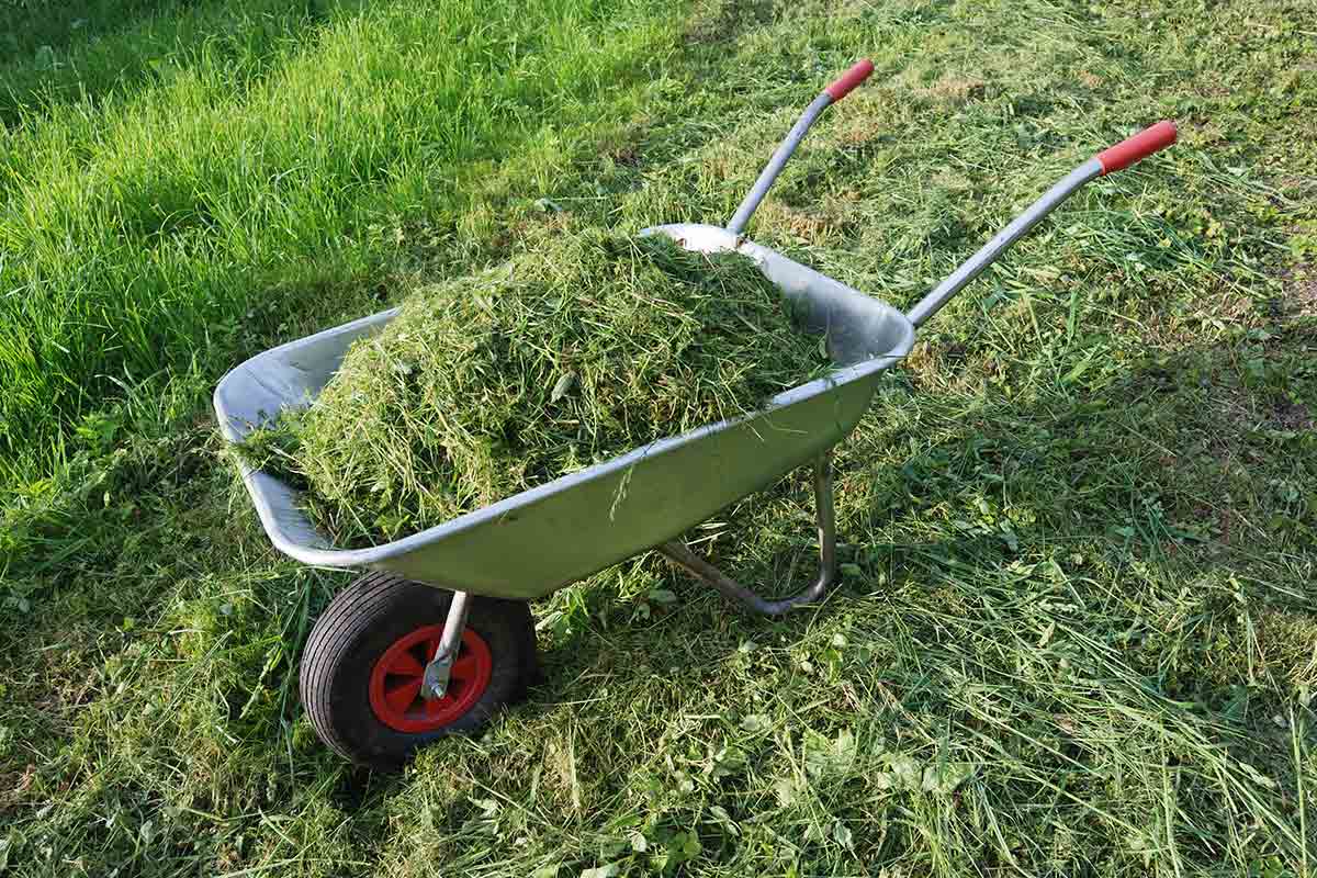 wheelbarrow filled with grass clippings