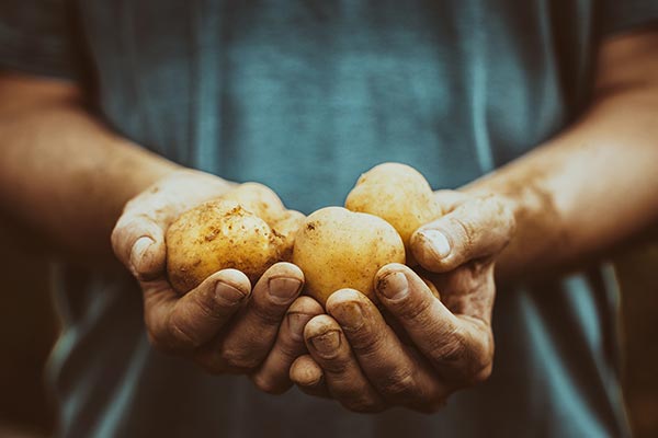 Freshly harvested potatoes held in hands