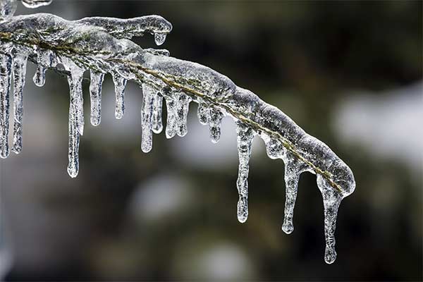 icicles hanging from evergreen tree branch