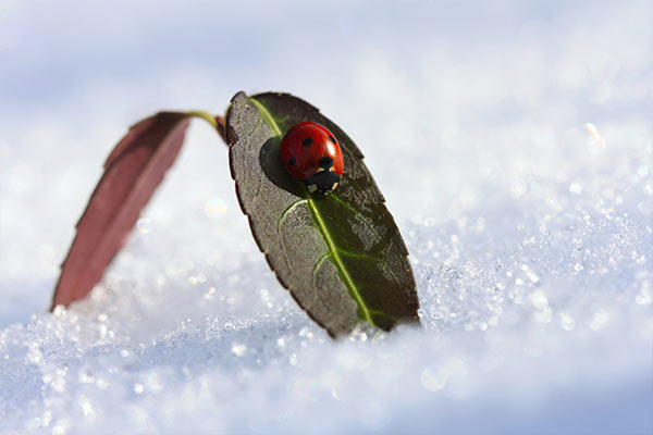 ladybug on a leaf in snow