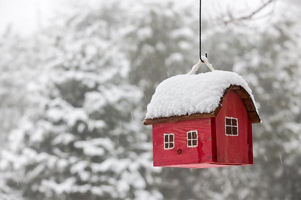 snow-covered birdhouse hanging from tree