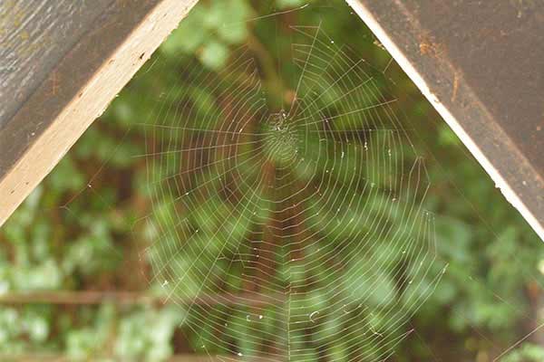 spider web between wooden beams