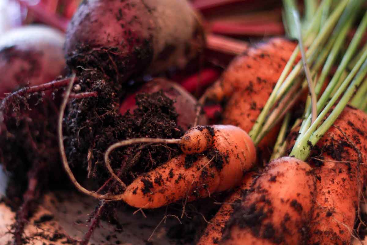 carrots and beets from a garden