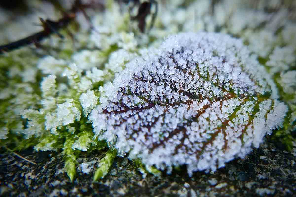 ice covered leaf