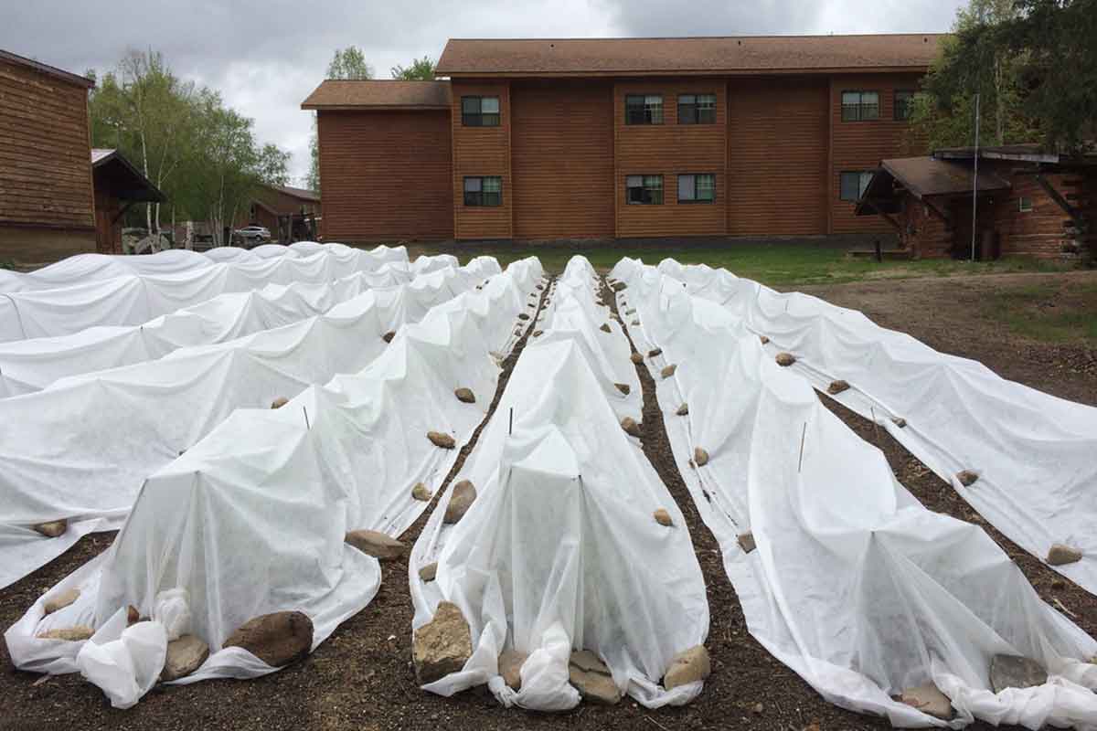 row covers in a large garden