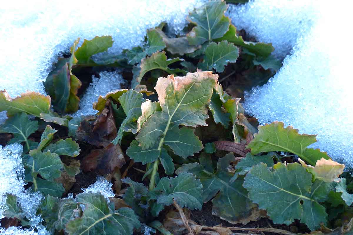 vegetable plant surrounded by snow