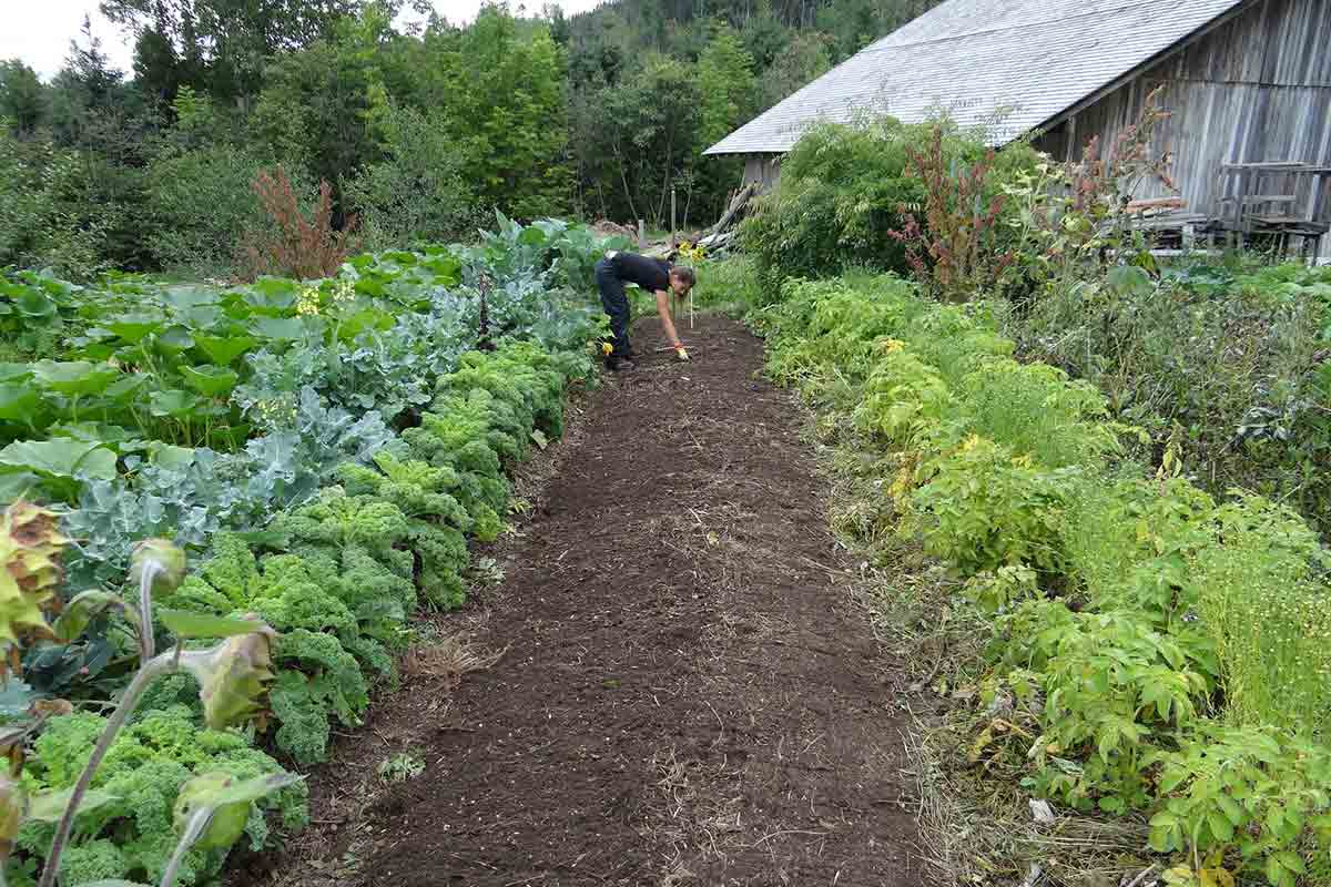 woman tending to vegetable garden