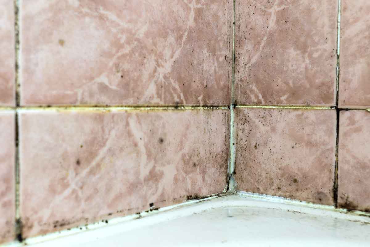 black mold fungus growing in damp, poorly ventilated bath areas