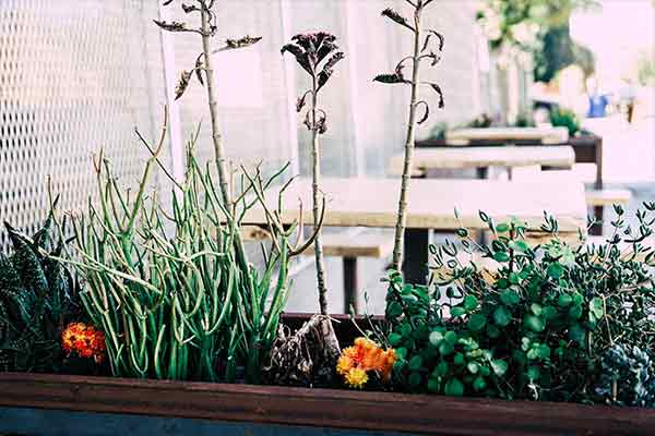 plant box on table outdoors