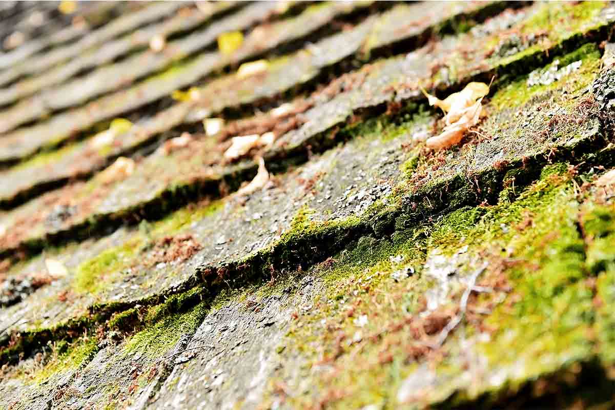 old wooden roof with moss