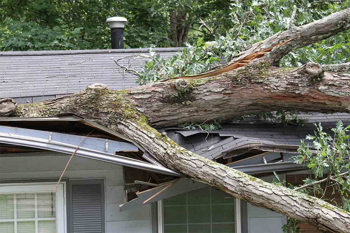 roof crushed by tree during storm