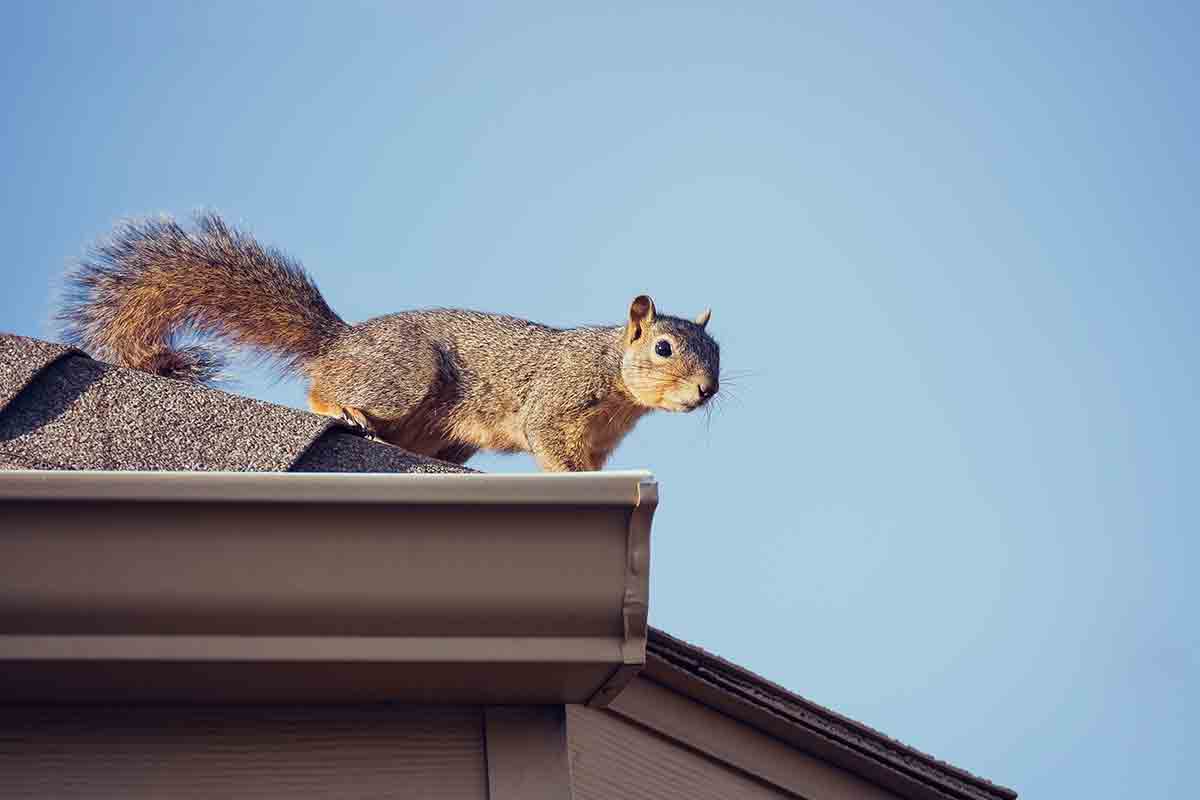 squirrel on rooftop