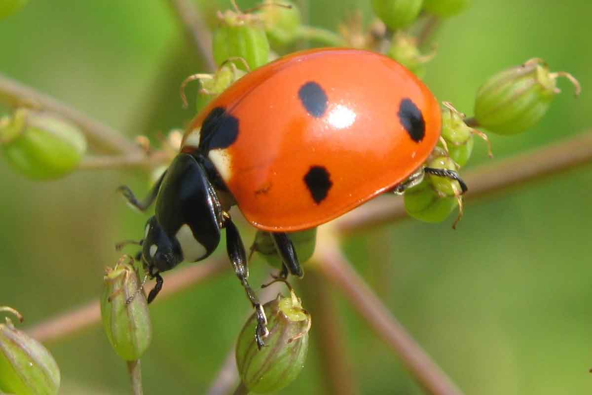 closeup of lady beetle on plant