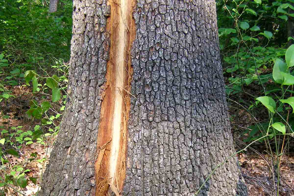 lightening strike on tree base