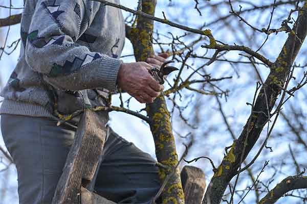 close-up of man on ladder pruning a tree