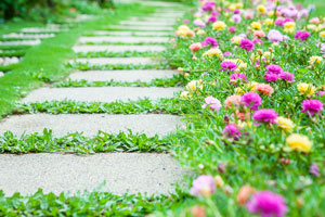 Pathway With Gardening Blooms