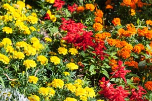 colorful flower bed