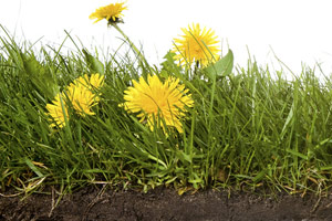 dandelions growing in grass