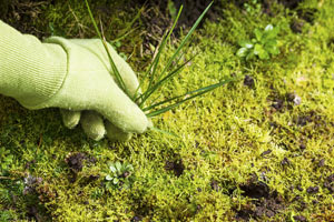 hand pulling weed out of ground