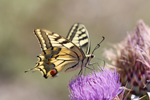 isolated butterfly on a flower