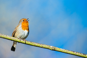 little robin bird singing