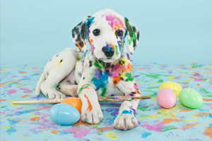 photo easter dalmatian puppy