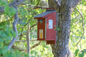 red bird house