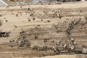 termite damage rotten wood