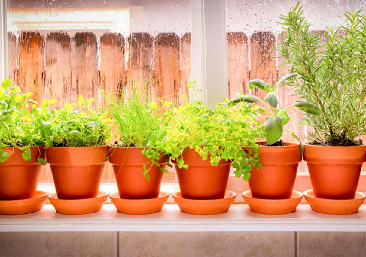 Edible Plants and Herbs for All Seasons Best Pick Reports