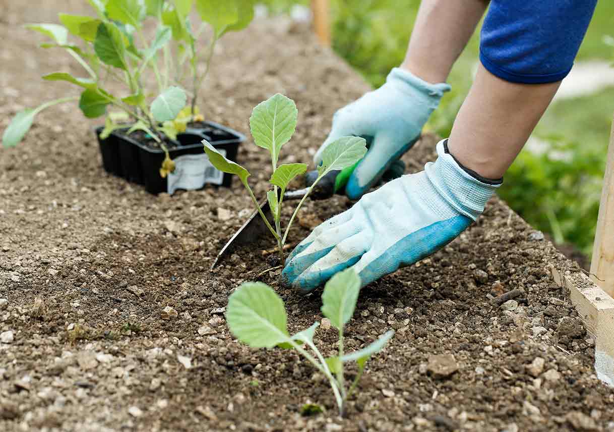 setting small plant into garden