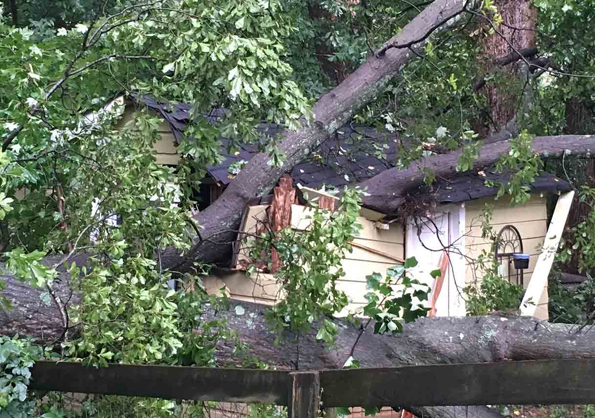 Boston VA South trees band, fallen